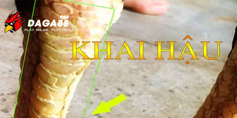 Vảy Khai Hậu – Nát Hậu cần tránh khi chọn gà chiến